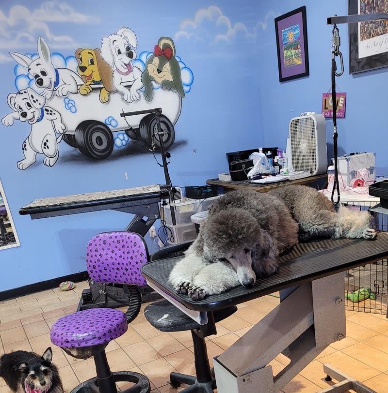 The grooming room: hydraulic table with two poodles, purple stools and a cartoon dog mural