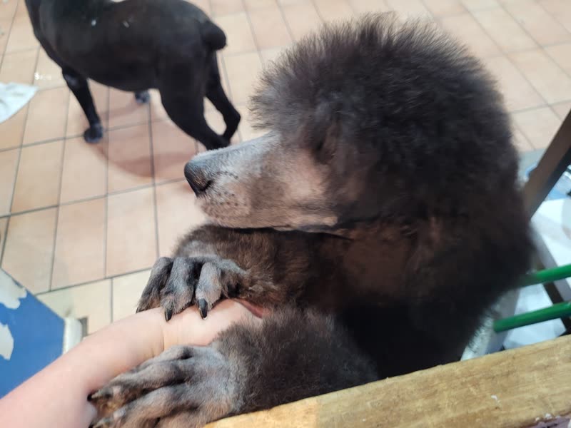 A poodle in profile on the grooming table with its paw held in the groomer's hand