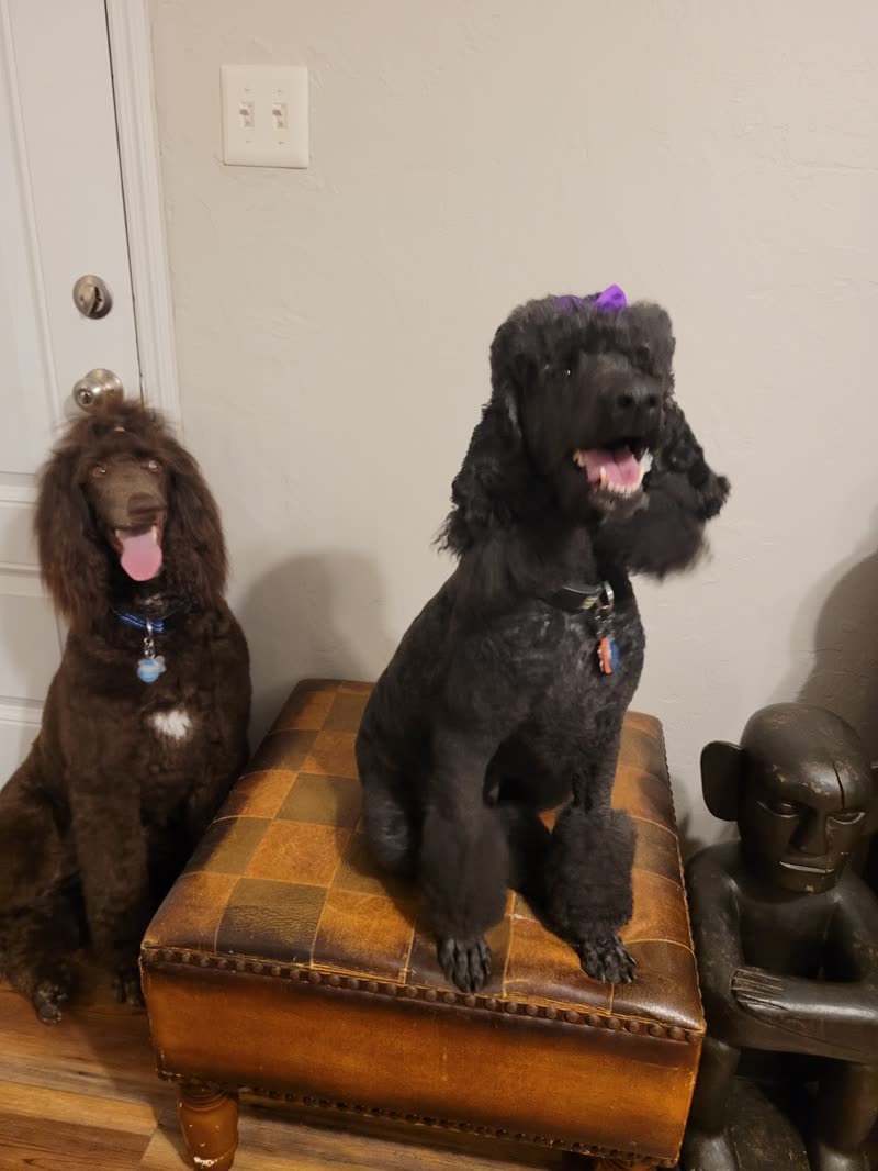 A brown and a black standard poodle sitting together on an ottoman after their grooms