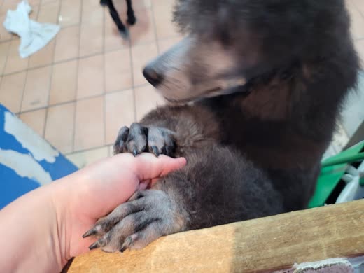 A poodle's paw resting in the groomer's open hand on the grooming table