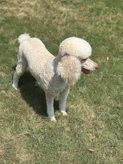 A white standard poodle on grass showing a full-body continental-style trim