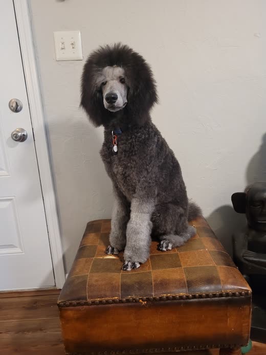 A silver-grey standard poodle with a sharply scissored topknot sitting tall