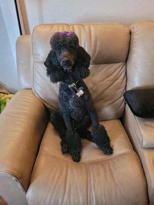 A black standard poodle with a pink bow sitting upright on a tan leather armchair