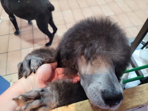 Close-up of a greying poodle's muzzle beside the groomer's hand holding its paw